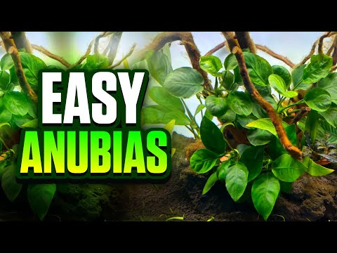 7 wunderschöne Anubias-Arten für Ihr bepflanztes Aquarium! (Anfängerfreundliche Pflanzen)