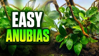 Download lagu 7 Beautiful Types Of Anubias For Your Planted Tank! (Beginner-Friendly Plants) mp3