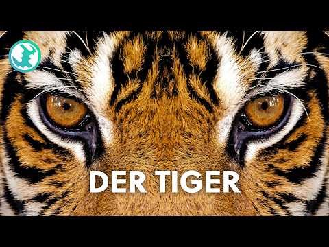 Die gefährlichste Katze der Erde: Der Tiger