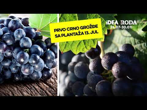 IDEA | Prvo crno grožđe sa plantaža 13.jul 24-30.07.2020.