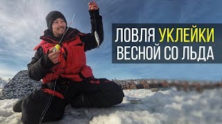 Когда ловить уклейку весной со льда