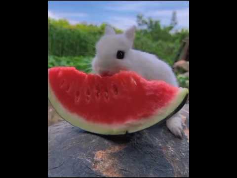 Cute rabbit 😍🔥 eating watermelon 🍉 | cute pets #rabbit #animals #pets #shorts