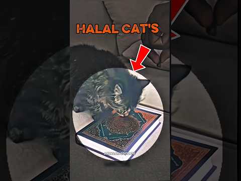 Halal Cat's In Islam ☝️☪️