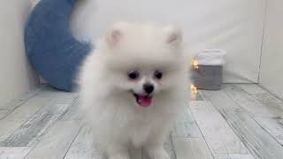 ポメラニアンの動画01