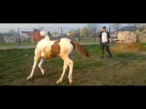 Manz rasa PSE-9 LUNI !