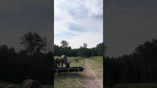 Live Feed from Feeder at Entrance Field
