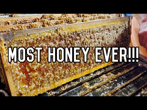 RECORD Honey HARVEST | How We Extracted Our MOST HONEY EVER!!!