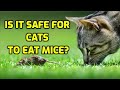Can Eating Mice Make Cats Sick