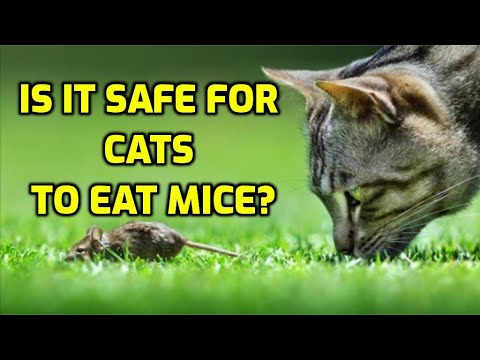 YouTube video about: Can cats get sick from eating birds?
