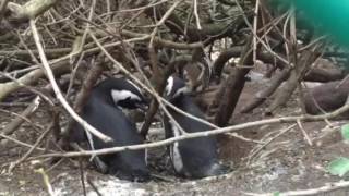 African penguins singing