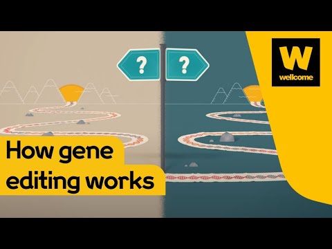 What is gene editing and how does it work? | Wellcome