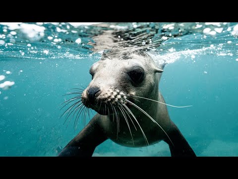 Seal ATTACKS child and woman at Clifton beach | NEWS IN A MINUTE