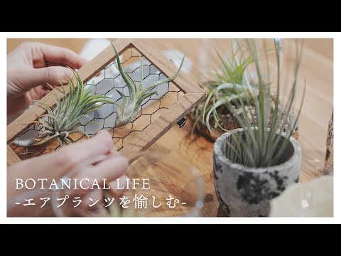 ティランジアが枯れたかどうか見分ける方法 復活させる 水やり 水のやりすぎ