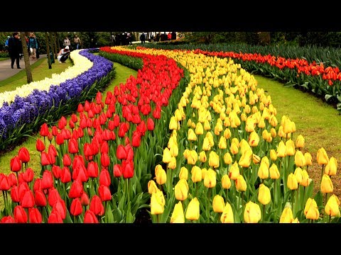 Keukenhof Gardens Netherlands • Tulip Garden in Holland | European Waterways