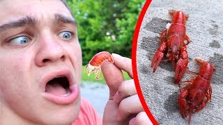 Are Crawdads Even Edible??? *CATCH CLEAN COOK*