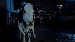 Cow (2022) Video