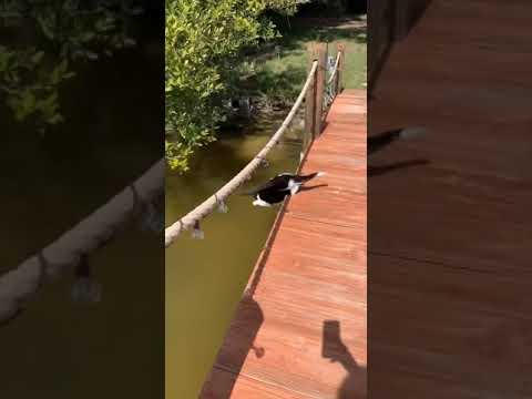 I found out our Cat Gary couldn’t see Well - He was spooked by something  and He Falls into Water