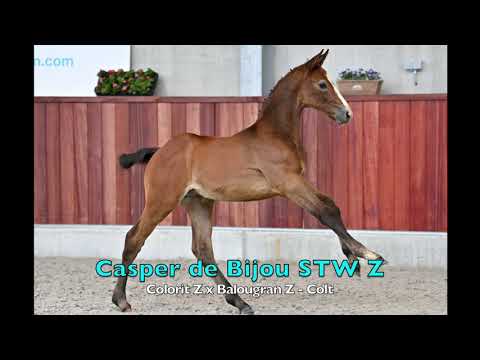 Casper de Bijou STW Z (Colorit Z x Balougran Z) - Stallion - 14-4-2021