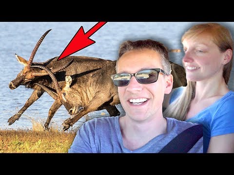 Kämpfende Wasserböcke 🐂🐂 Nilpferd rastet aus | NAMIBIA VLOG 2