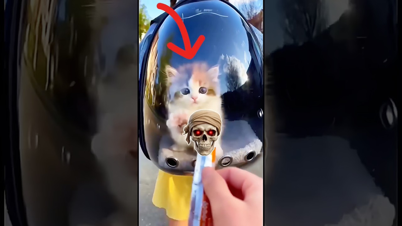 The cutest thing you'll see today😻|#cat #shorts #funny #youtubeshorts #viral #trending #viral #pets