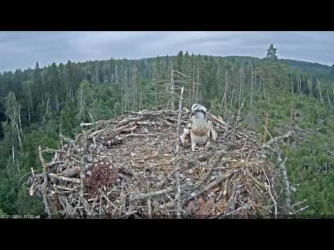 Young osprey plays with a branch