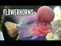 How to Keep Flowerhorns | Care Guide & Species Profile