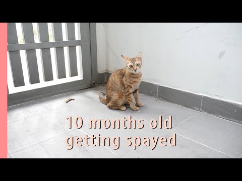 My Cat Getting Spayed