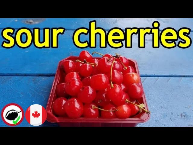 Video pronuncia di sour cherry in Inglese