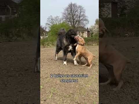 2 bully pitbull dog vs Caucasian shepherd dog #investorbiggifarms #dog #dogbreeds #farms #dogs