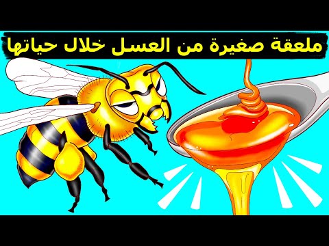 , title : 'كيف ولماذا يصنع النحل العسل (وغيرها من الحقائق المذهلة عن النحل)'