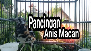 Download lagu Anis Macan Ngeplong Suara Tembakan Full Isian mp3 Download lagu Anis Macan Ngeplong Suara Tembakan Full Isian mp3