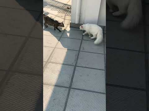 Bengal cat & persian cat encounter😡