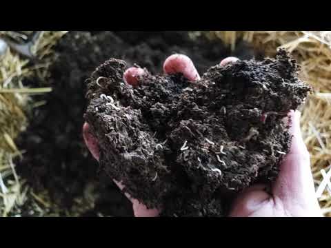 Small White Worms in my Worm Farm? A Look at Pot Worms!