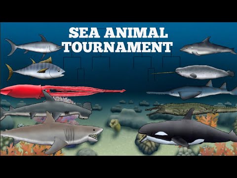 SEA ANIMAL TOURNAMENT - ANIMATION
