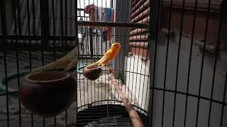 Download lagu kenari isian lovebird full mp3