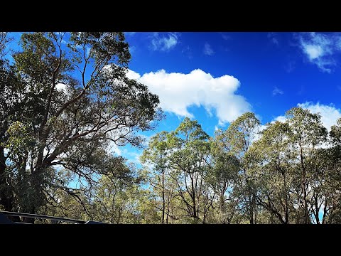 Bush Therapy in Western Australia
