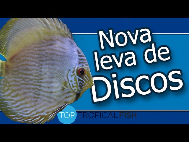 Top Tropical Fish - Atualização 19/05/2017