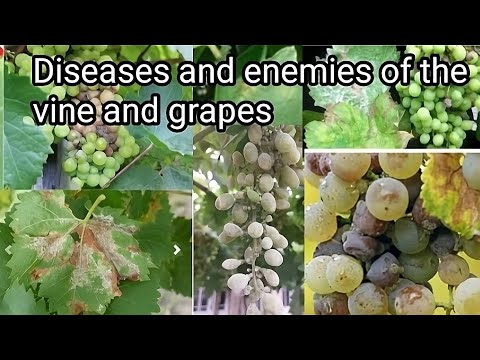 , title : 'Grape vine disease identification. (What are the major diseases in grapes)?{subtitles}'