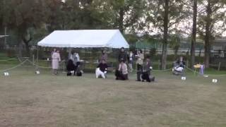 2012年11月3日  サマーランド プードル展