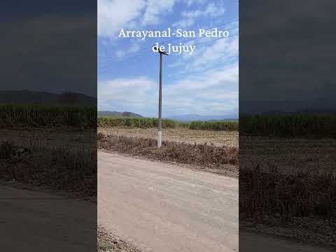 Cosecha de caña de Azucar en Arrayanal - San Pedro de Jujuy - Argentina