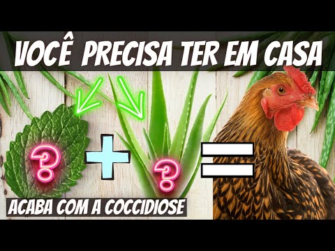 , title : 'SE VOCÊ CRIA GALINHAS DEVERIA TER ESSA PLANTA EM CASA! ACABE COM A COCCIDIOSE, GOGO E CORIZA!'