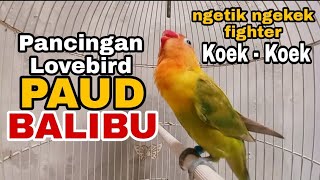 Download lagu Pancingan Lovebird Paud Balibu Ngetik Ngekek Cocok Buat Lovebird Paud Balibu Biar Rajin Ngekek Gacor mp3