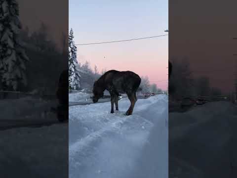 Beware of Moose Crossing || ViralHog