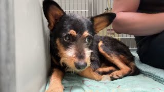 Scared Terrier glued to shelter wall until this happens..