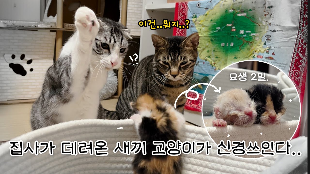 고양이들과 공동육아로 키워낸 새끼고양이 l 얼떨결에 시작된 6개월간의 육아 일기.