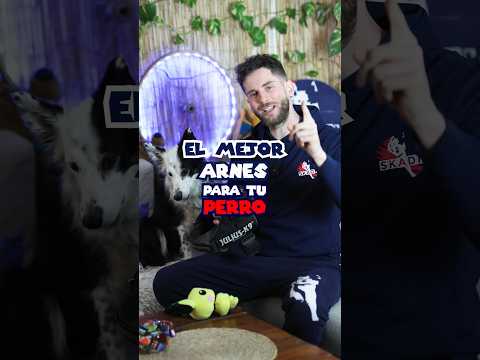 The best harness for your 🐶