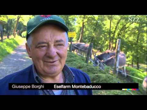 Schulfilm: Kluge Esel  (Vorschau)