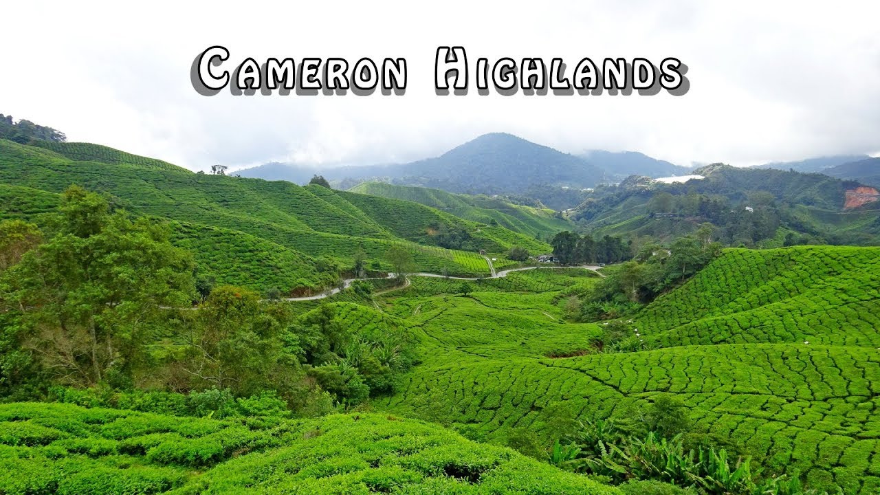 Cameron Highlands, Malaysia - Travel Around The World | Top places places visit in Cameron Highlands