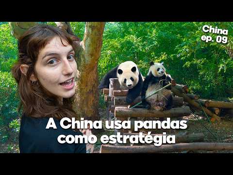 THIS IS THE REALITY OF PANDAS IN CHINA 🇨🇳