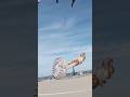 International KITE FESTIVAL April 21 MAY 01 2023 CERVIA RAVENNA ITALY